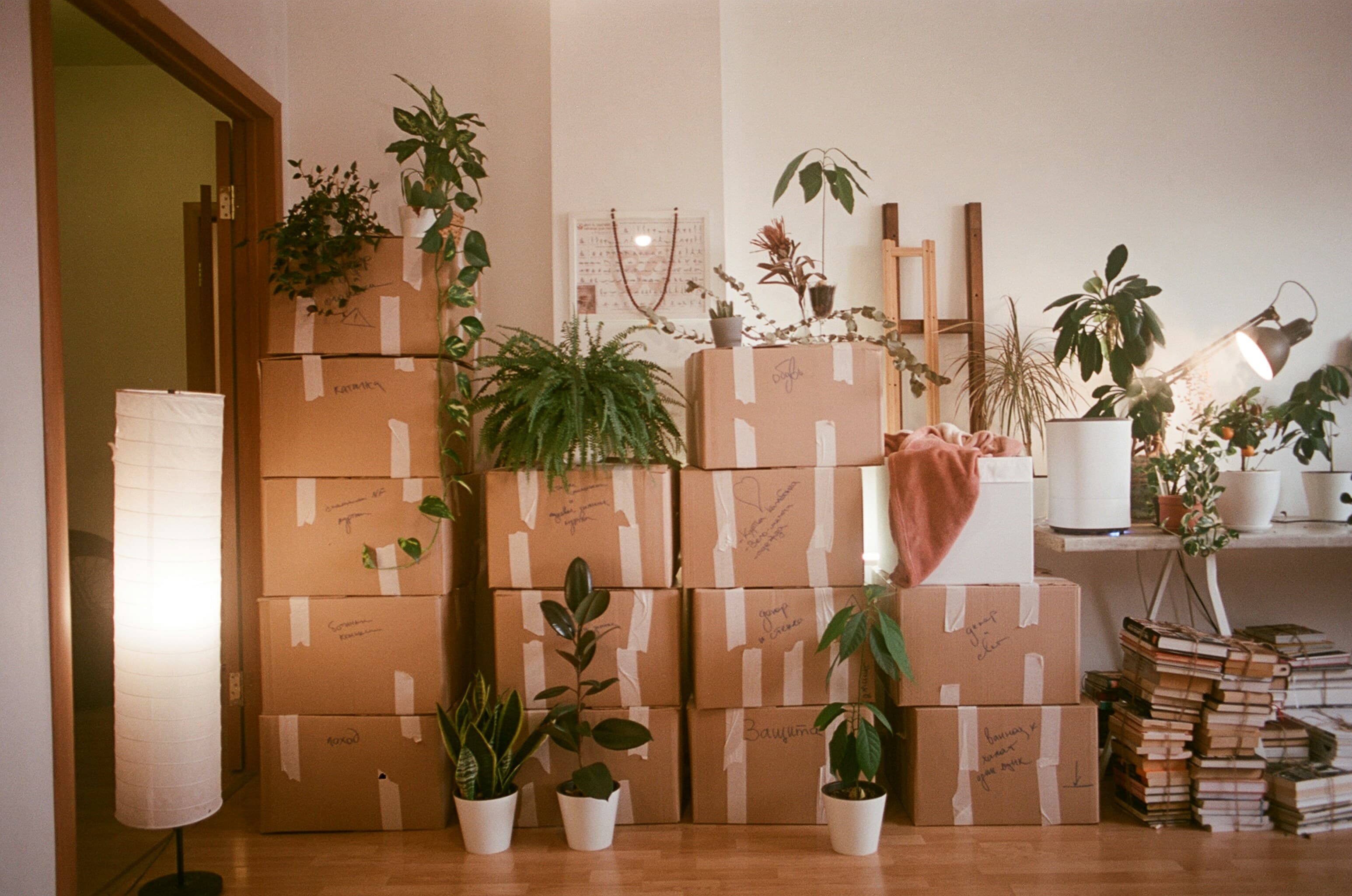 Moving boxes and plants in a bright new apartment